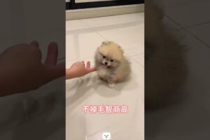 The love for these cute puppies grows day by day #dog #pet #cutedog #puppy #puppylove #cuteanimal