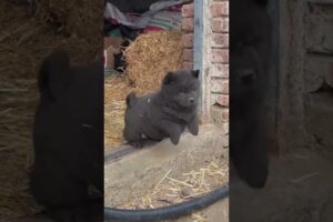 The love for these cute puppies grows day by day #dog #pet #cutedog #puppy #puppylove #cuteanimal