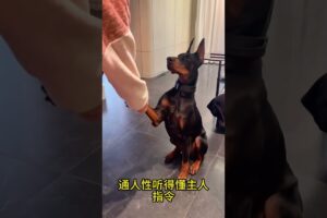 The love for these cute puppies grows day by day #dog #pet #cutedog #puppy #puppylove #cuteanimal