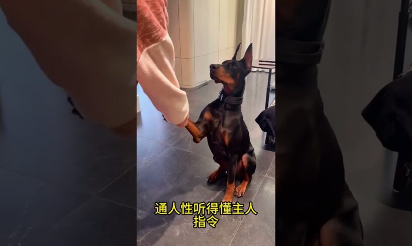 The love for these cute puppies grows day by day #dog #pet #cutedog #puppy #puppylove #cuteanimal