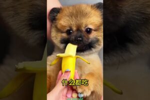 The love for these cute puppies grows day by day #dog #pet #cutedog #puppy #puppylove #cuteanimal