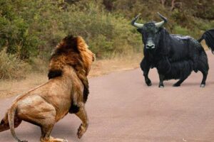 Craziest Lion Attacks Ever Caught On Camera | Animal Fights #5