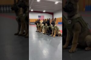 Every Move of These Cute Puppies 😍💖 #dog #k9#fyp