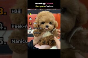 Top 5 Cutest Puppies!