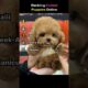 Top 5 Cutest Puppies!