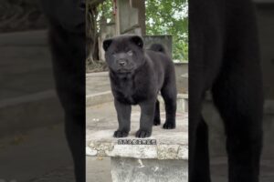 The love for these cute puppies grows day by day #dog #pet #cutedog #puppy #puppylove #cuteanimal