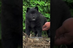 The love for these cute puppies grows day by day #dog #pet #cutedog #puppy #puppylove #cuteanimal