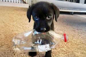 Try Not to Laugh! Hilarious Dogs & The Cutest Puppies Videos of the Year 😂