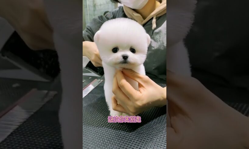 The love for these cute puppies grows day by day #dog #pet #cutedog #puppy #puppylove #cuteanimal