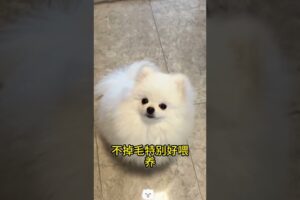 The love for these cute puppies grows day by day #dog #pet #cutedog #puppy #puppylove #cuteanimal