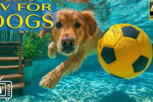 24/7 Dog TV 🎶 Anxiety Relief for Dogs While You're Away | Calming Music & All-Day Videos for Dogs