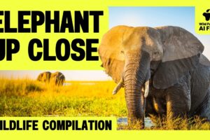 30 Minutes of Elephant Behavior You’ve Never Seen | Wildlife Compilation