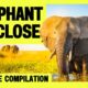 30 Minutes of Elephant Behavior You’ve Never Seen | Wildlife Compilation