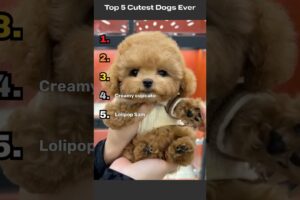 5 Most Adorable Puppies Ranked | The Cutest Puppies That'll Melt Your Heart 😭 #cute #dogs #puppies!
