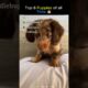 6 Cutest puppies!! | Who's Cutest??