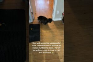 @hlg_madcat: Playing a little game of fetch with the fuzzy this morning. #cat  #catlover #kitty