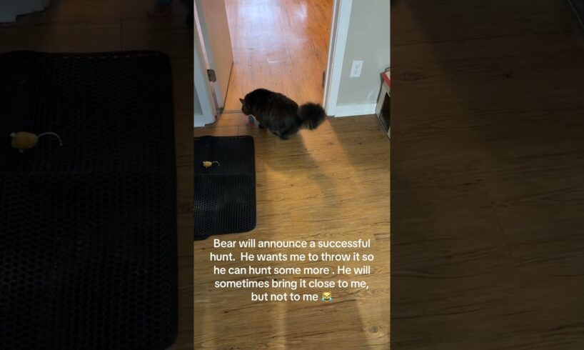 @hlg_madcat: Playing a little game of fetch with the fuzzy this morning. #cat  #catlover #kitty