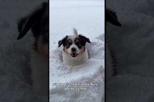A Puppy’s First Snow Experience Is the Cutest Thing Ever ❄️🐶