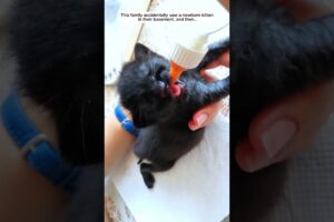 A Tiny Kitten Found in the Basement… #kitten #cat #wildliferescue #animals #rescue #shorts