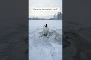 A Tiny Wolf Cub Saves His Freezing Mother | Animal Rescue #animals #rescue #wildlife