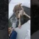 A Wolf Stole Our Dog, They Ended Up Stranded On Ice - Animal Rescue 🐶