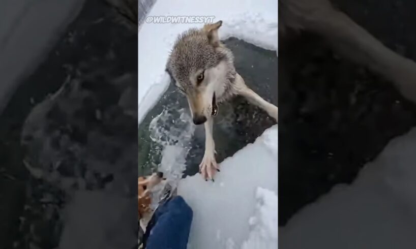 A Wolf Stole Our Dog, They Ended Up Stranded On Ice - Animal Rescue 🐶