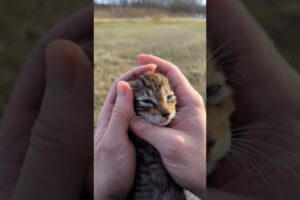 A kitten locked in a shopper was rescued.😢😭
