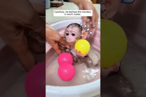 A man rescued a monkey on a rainy day and then adopted it  #shorts