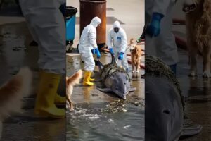 A trapped whale helpless One rescue mission that changed many lives #rescue #rescueanimals #shorts
