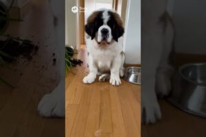 ANIMAL CHAOS: The Funniest Fails of the Week