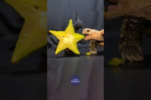 ASMR Mukbang Eating Star Fruit ⭐ Turtle Tortoise