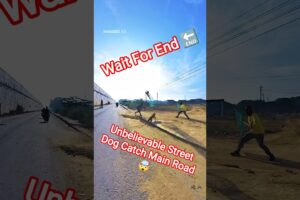 Aandhi Banke Aaya Gojo Triple Dog Catch #dog #dogwithpublicsafety #pets #ytviral #rescue #shorts