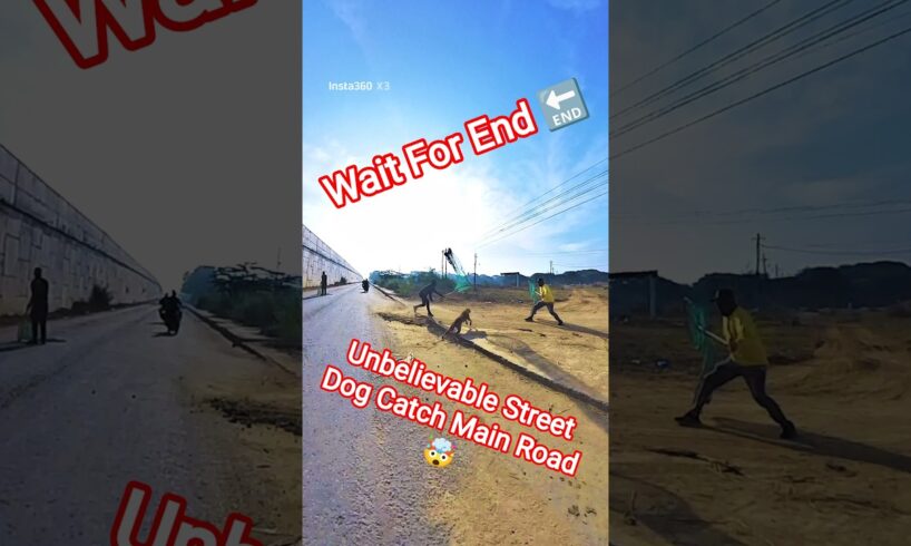 Aandhi Banke Aaya Gojo Triple Dog Catch #dog #dogwithpublicsafety #pets #ytviral #rescue #shorts