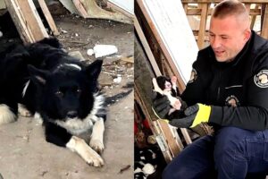 Abandoned mama dog leads us to her babies | Dog Rescue Shelter