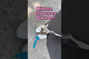 Accidentally Adopting A Kitten!!