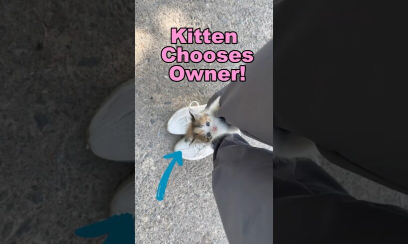 Accidentally Adopting A Kitten!!