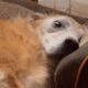 Adopted dog's bizarre behavior shocks family