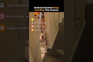 Adorable Dogs Protecting Babies Like Their Own Puppies ❤️🐾