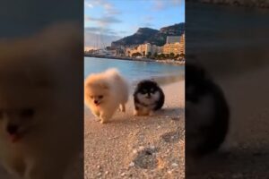 Adorable Pom Pups Frolic in the Sand and Water #cute #puppies #pomeranianlover