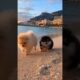 Adorable Pom Pups Frolic in the Sand and Water #cute #puppies #pomeranianlover