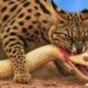 Africa on Fire: Clash Between Wild Cats and Snakes. #naturedocumentary | Wild Kingdoom