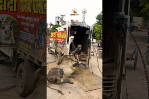 Aggressive Injured Bull | Delhi #bull #cow #animals #rescue #fyp #trend #ytshorts #shorts