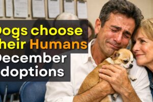 All Dogs Walked to find one Human… Until This Moment - Adoption Stories