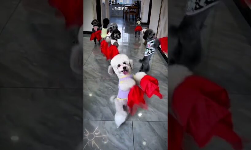 All Puppies Start Dancing on Owner’s Signal 🐶💃 | Cutest Puppy Dance Shorts
