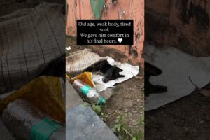 An old boy from Sector 7 went missing for a month | Animal Savior | Animal Rescue