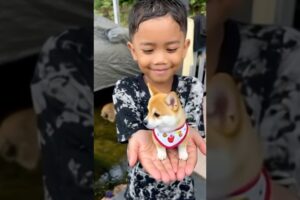 Anak ajing comel #trandingshorts