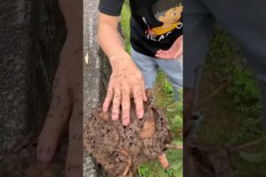 Animal Migration Journeys! #animaljourney #amazingtransformation #animals #animalgrowth