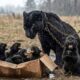 Animal Rescue Brave Ranger Saves Orphaned Black Panther Cubs in Storm #138