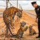Animal Rescue Man Saves Tiger Trapped in Barbed Wire for Days #34