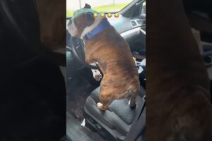 Animal fails of the week 😂